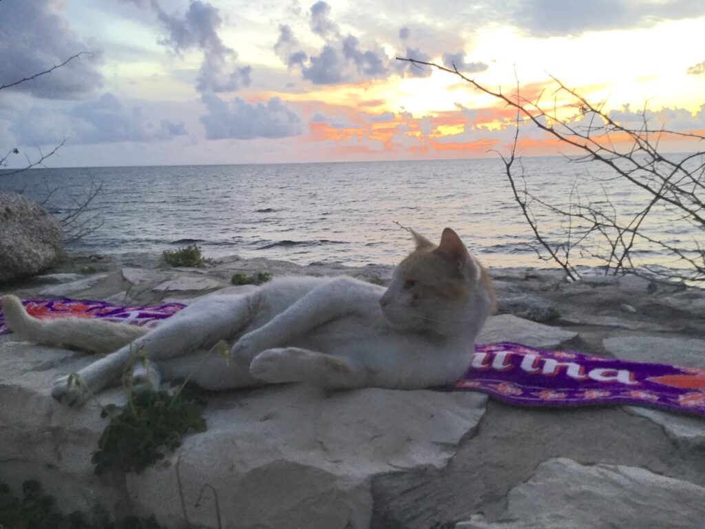 Gatti magici
