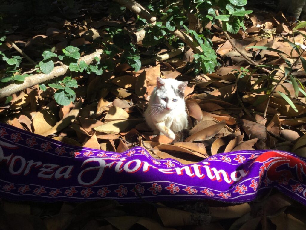 gatto libanese sciarpa